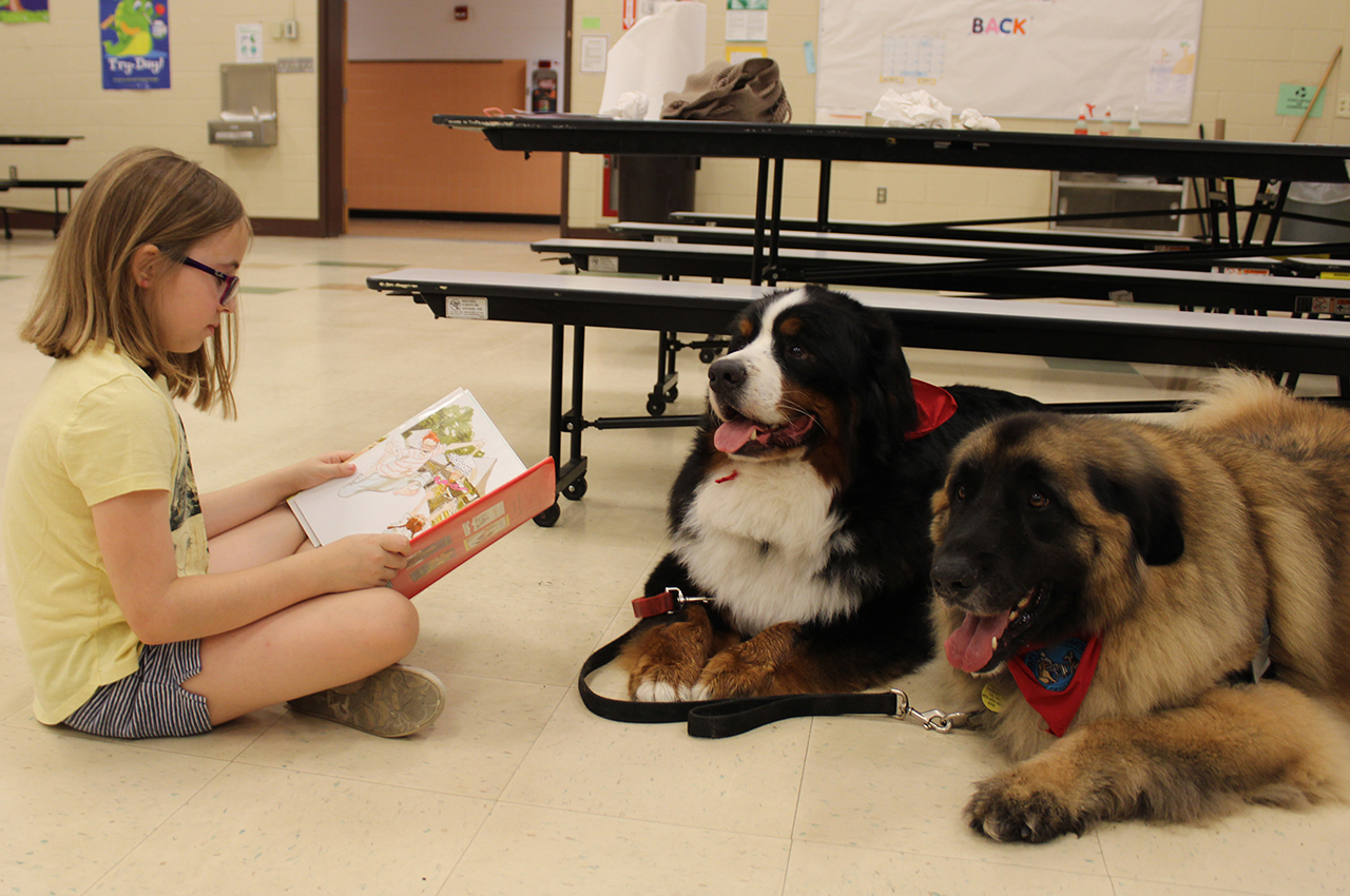 Student reads to therapy dogs.